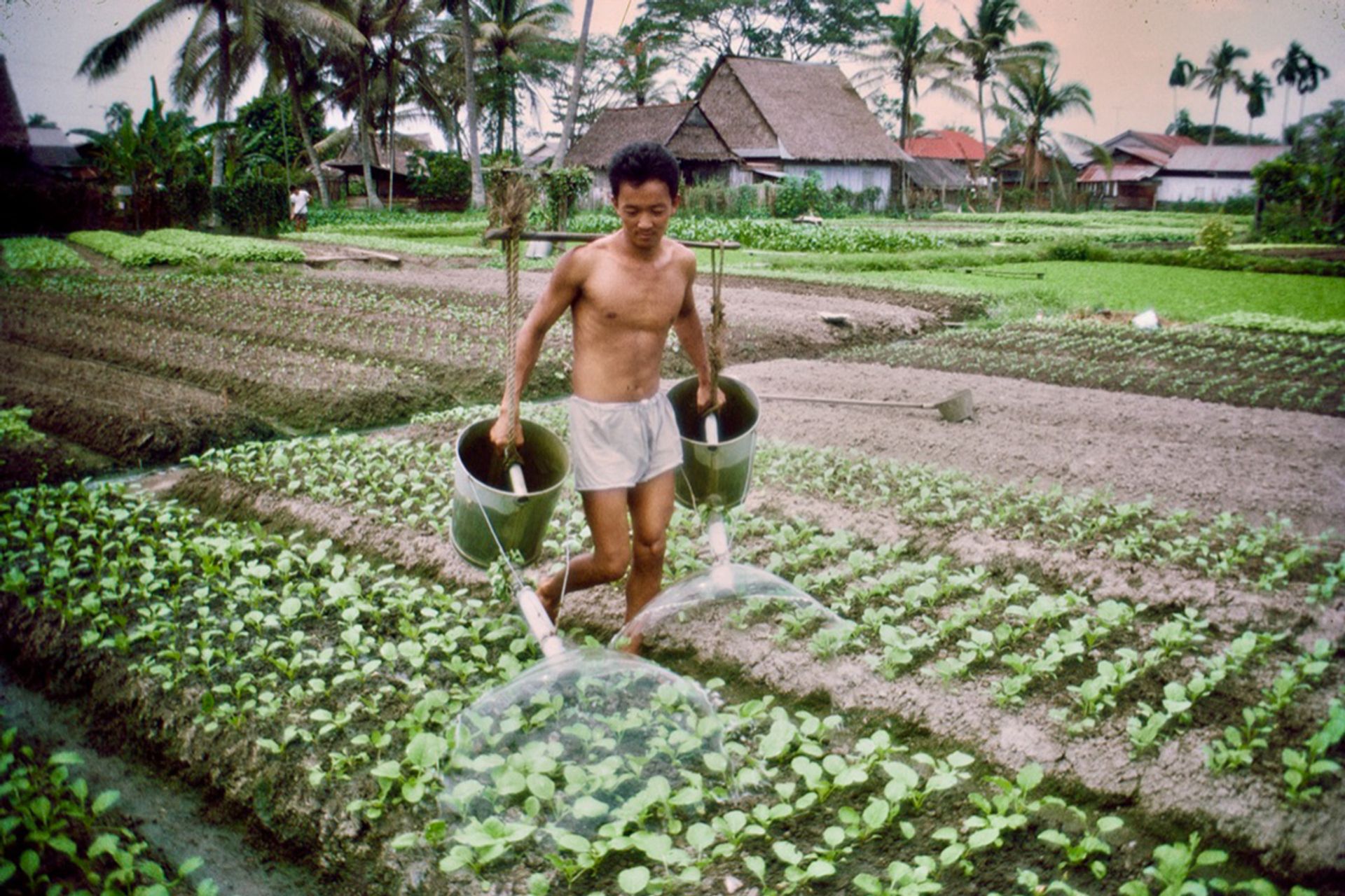 A farmer's eldest son watering kai lan plots on a traditional Chinese vegetable farm on a small land holding in Paya Lebar in 1961. The farm also reared pigs, ducks, chickens and pigeons.