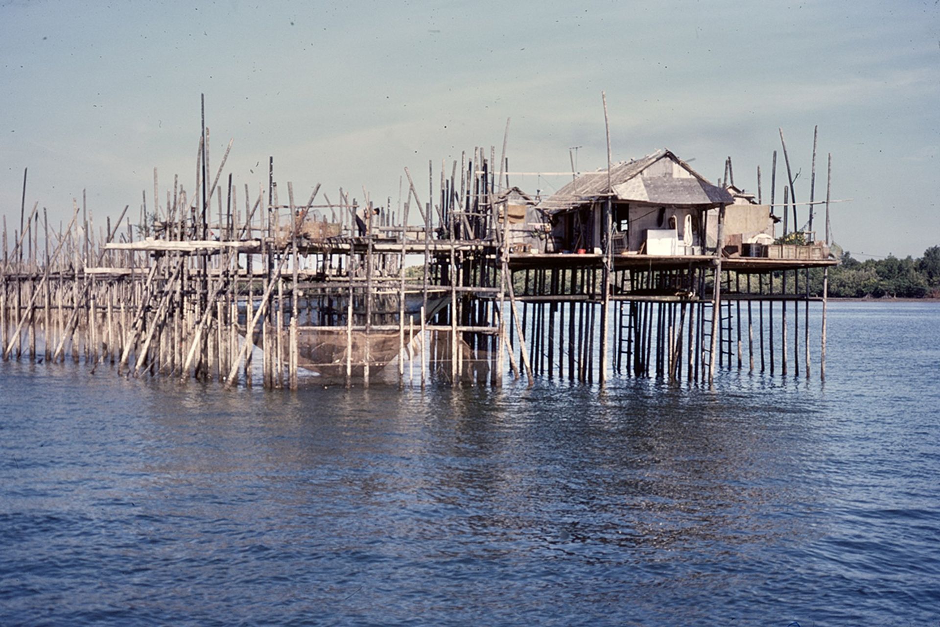 Kelongs – or offshore palisade fishtraps as the fishery experts called them – used to be a common feature of Singaporean and Malaysian waters. Photographed in the late 1960s.