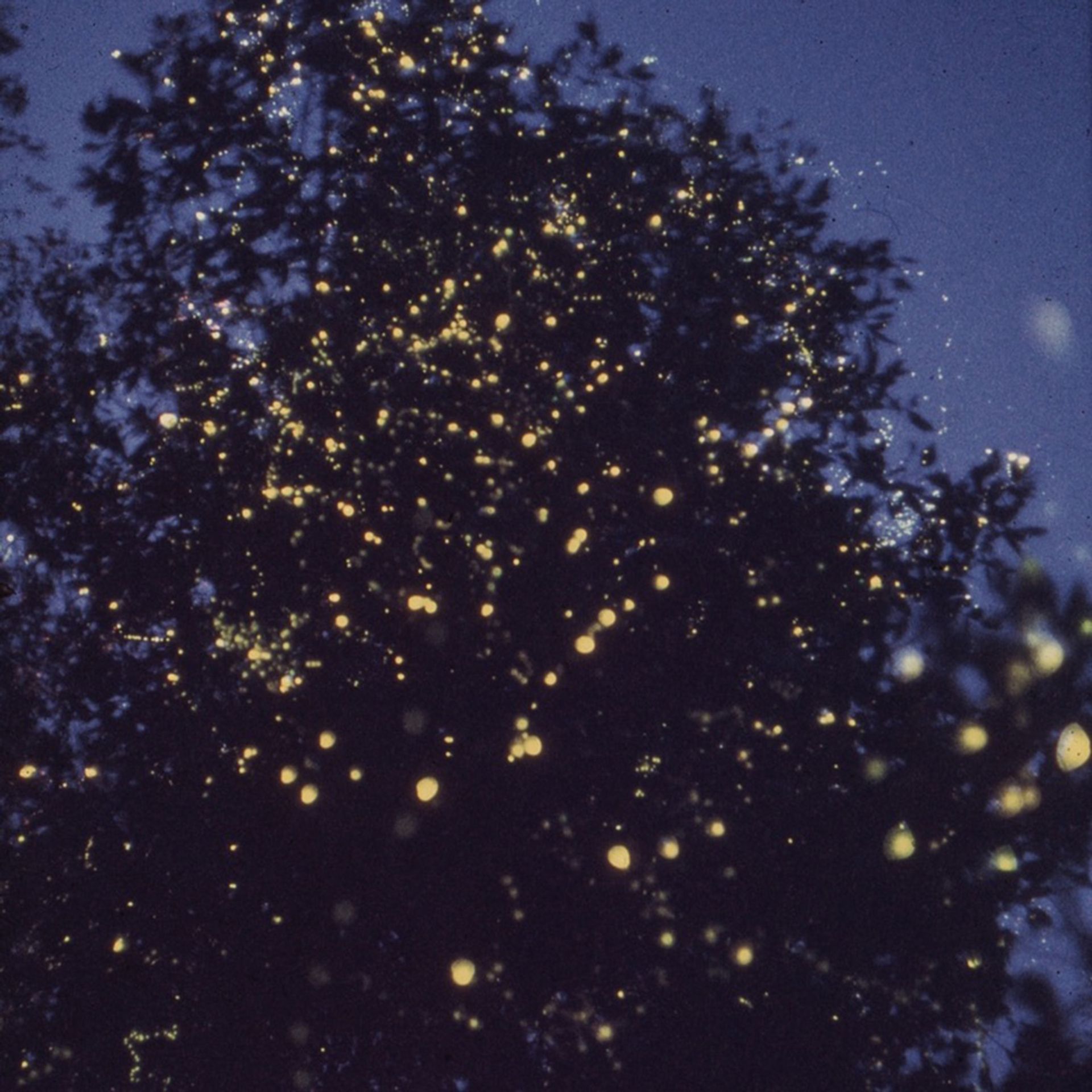 A tree full of Pteroptyx fireflies flashing in unison in the late 1960s. Pteroptyx malaccae used to be common at Kampong Berek on the Choa Chu Kang River. Sadly, the destruction of their habitat eliminated many of the sites where fireflies used to be found in abundance.