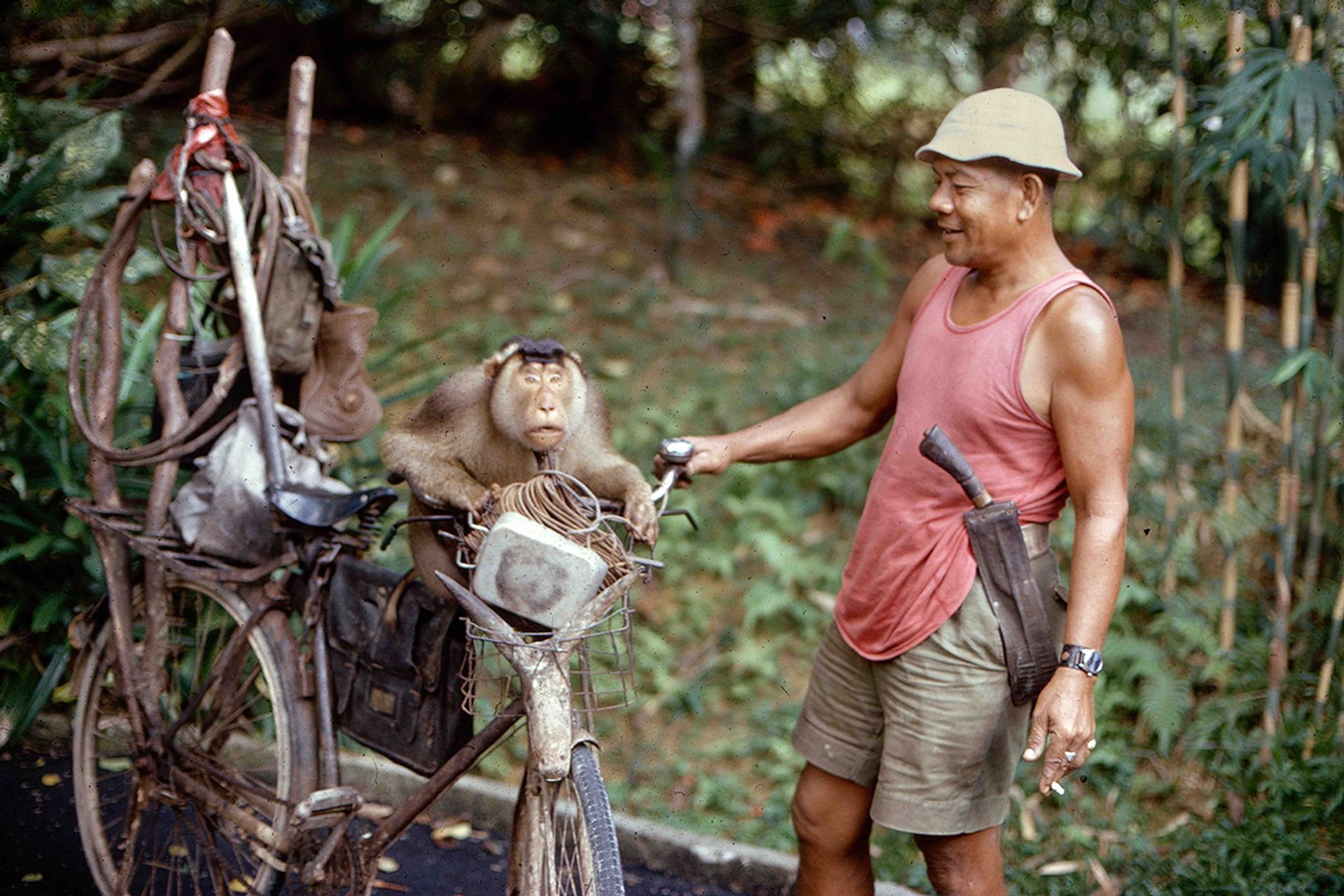 This retired prison warden with his coconut-picking monkey was a familiar sight along Bukit Timah Road in the 1970s. His monkey was trained to climb up coconut trees and pluck only the ripe coconuts.