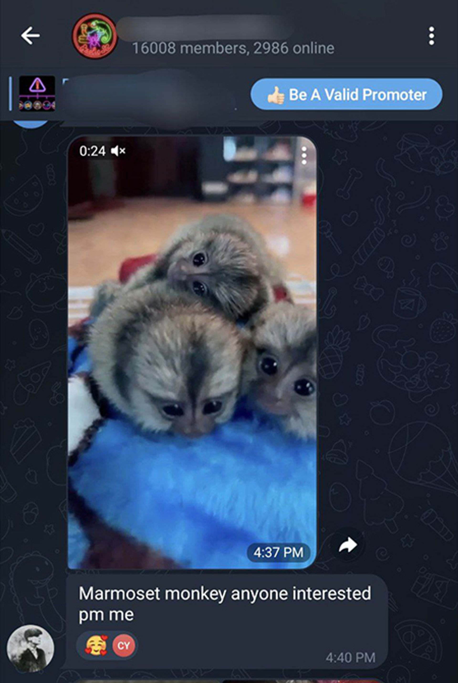 The biggest group on Telegram tracked by this reporter. It has more than 16,000 members illegally selling banned animals, including marmoset monkeys and tortoises, in Singapore. PHOTO: SCREENGRAB FROM TELEGRAM