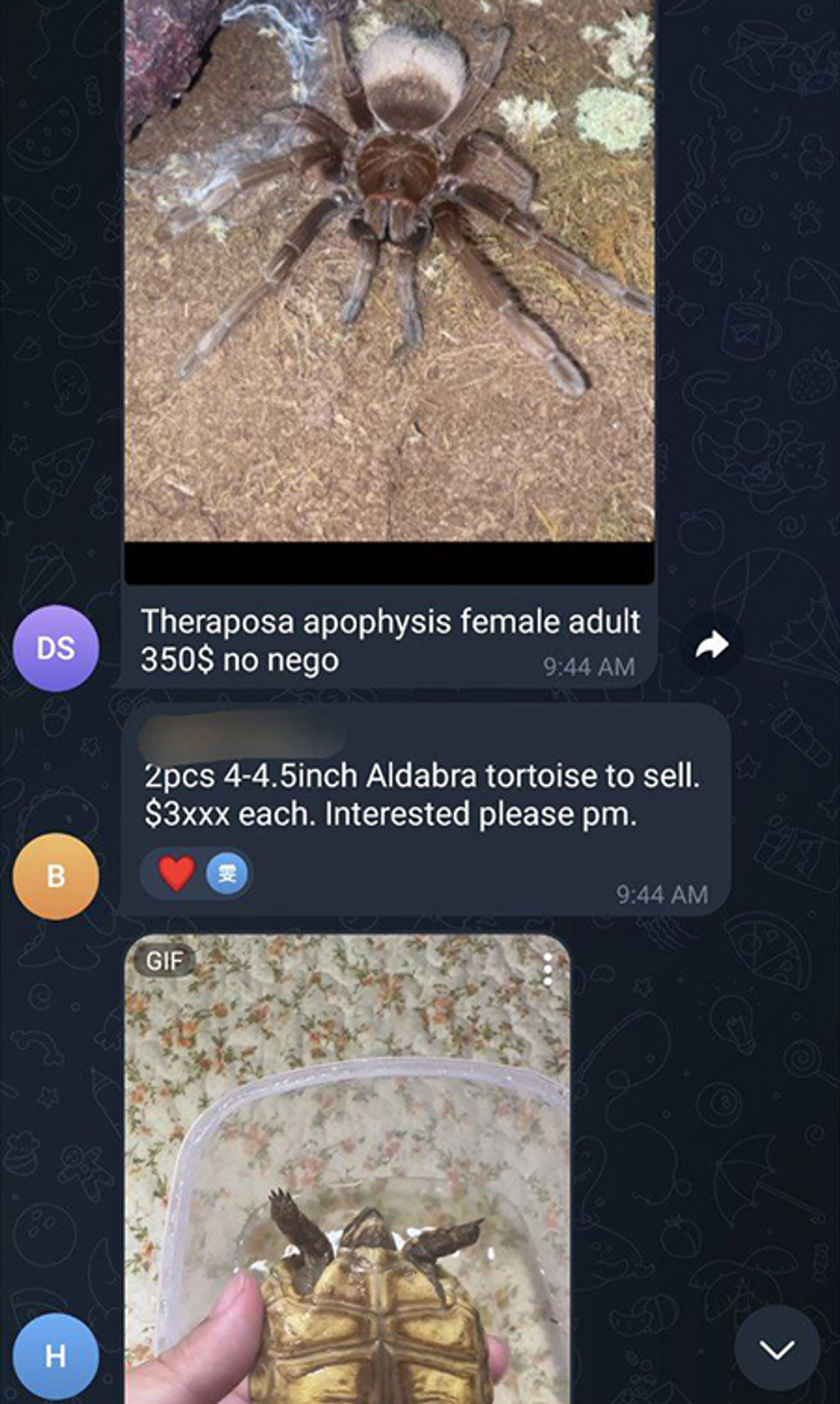 An Aldabra tortoise touted for sale on a Telegram group. PHOTO: SCREENGRAB FROM TELEGRAM