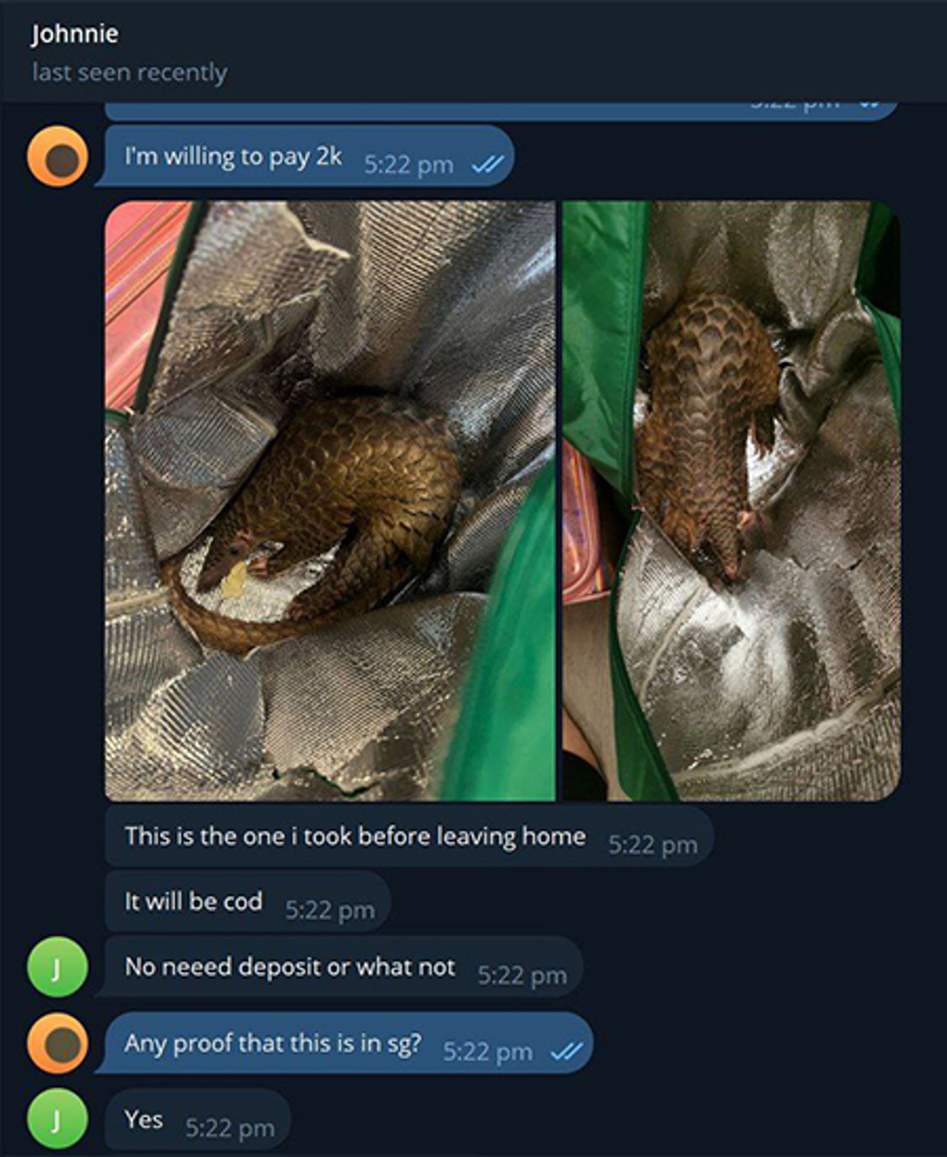 A pangolin was offered for sale to this reporter. PHOTO: SCREENGRAB FROM TELEGRAM