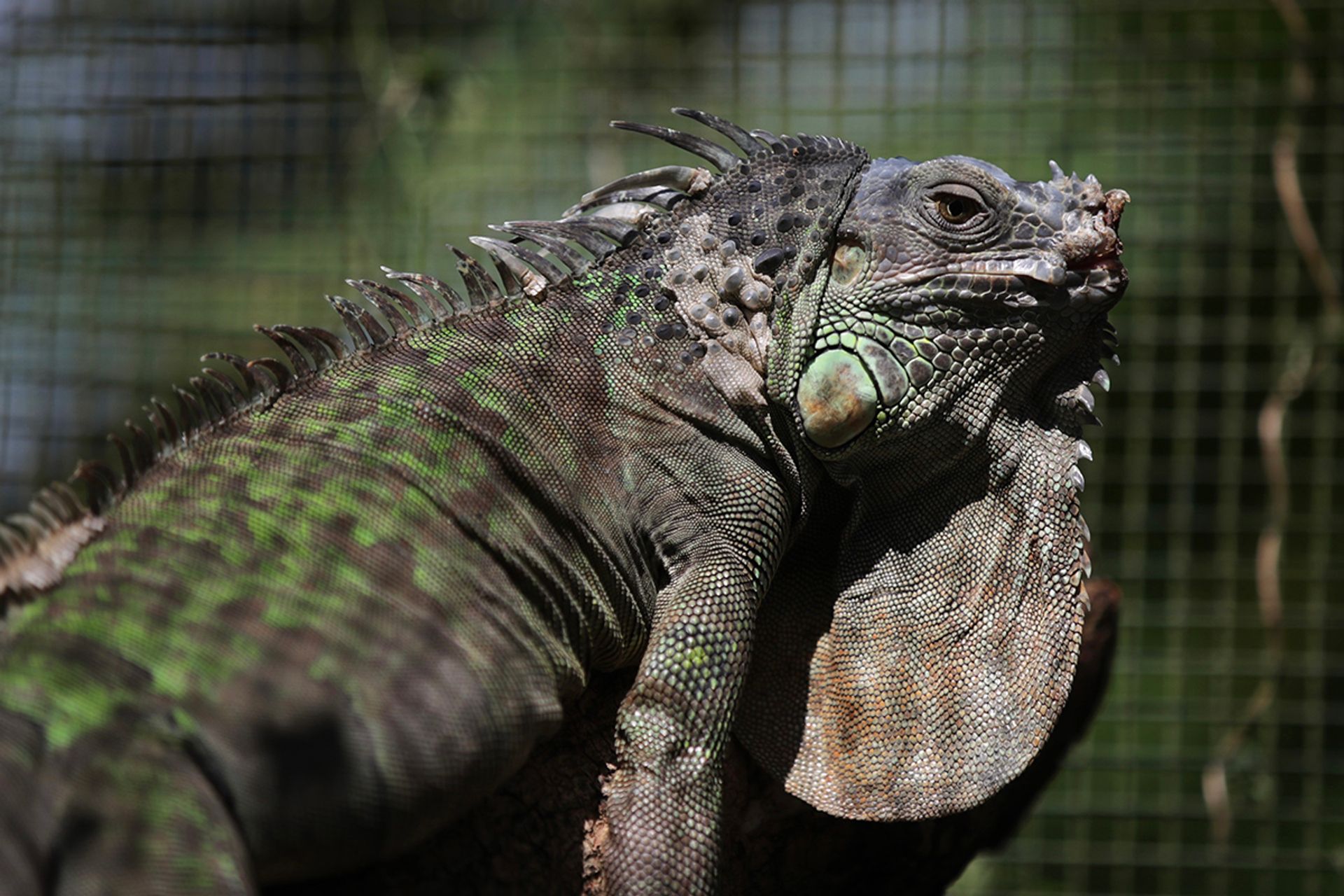 Bobo, the green iguana native to Africa. ST PHOTO: GIN TAY