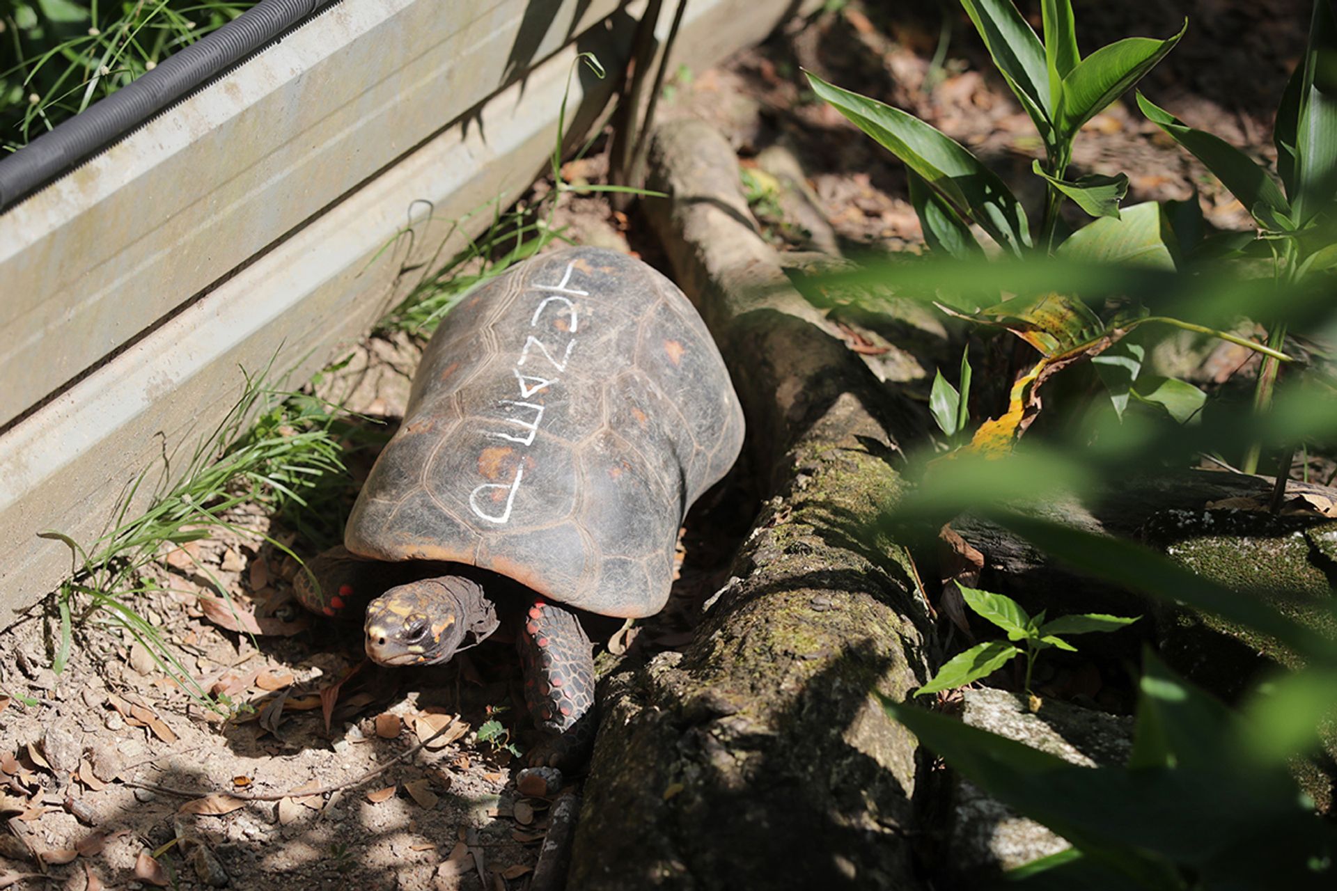 Peanut, a red-footed tortoise native to South America.