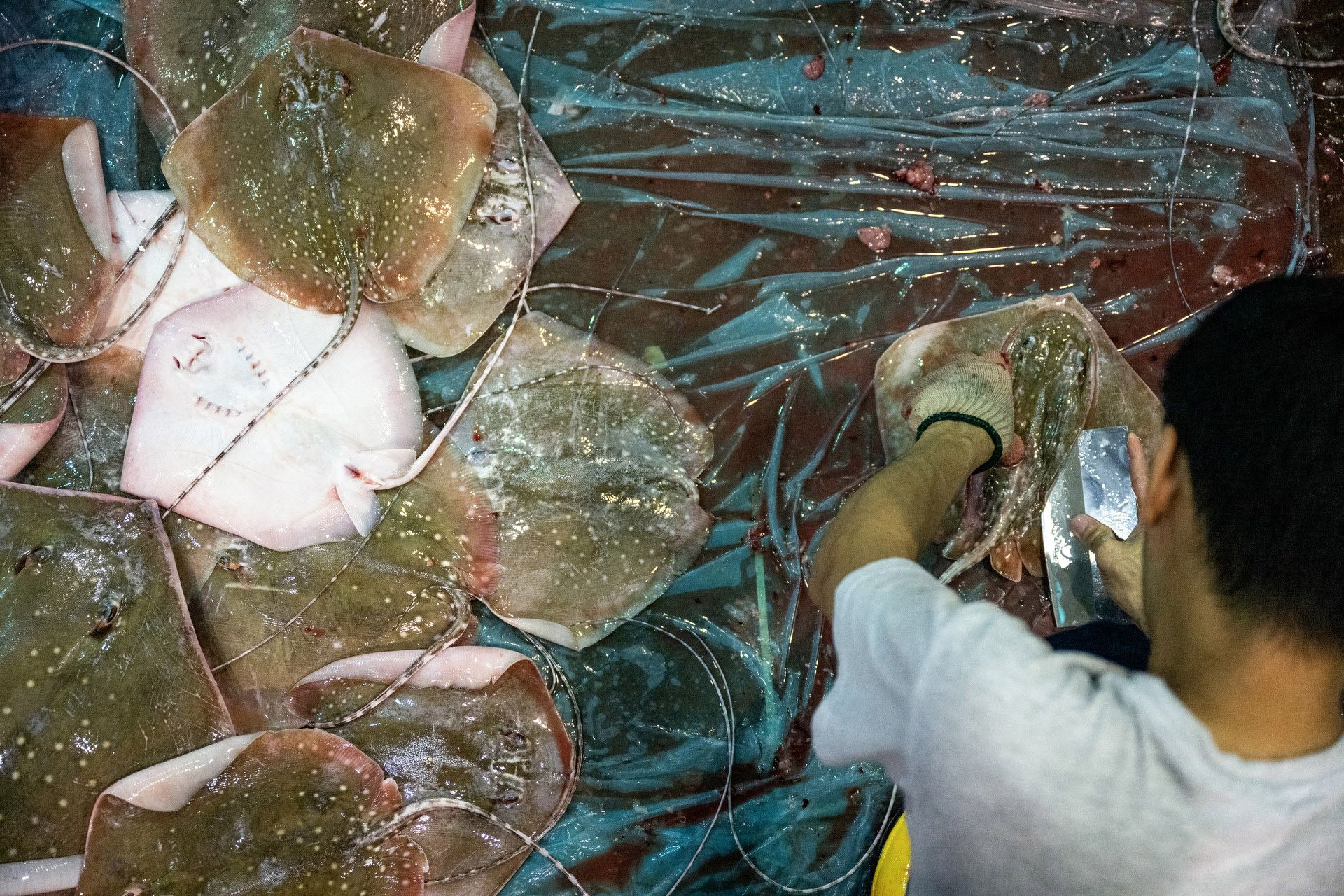 A worker preparing stingrays for sale by slicing them into smaller pieces.