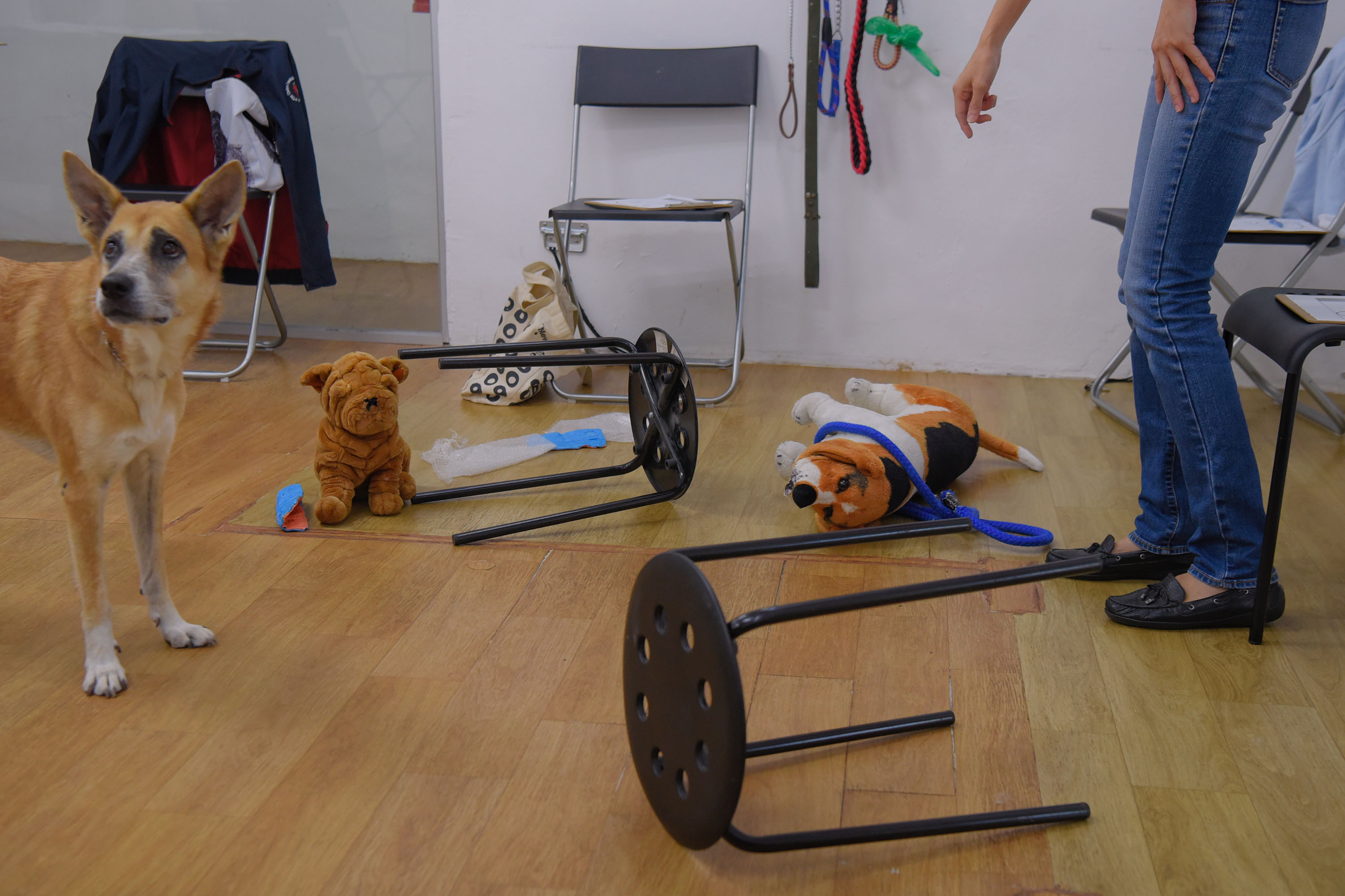 Why Am I Getting Electric Shocks From My Dog