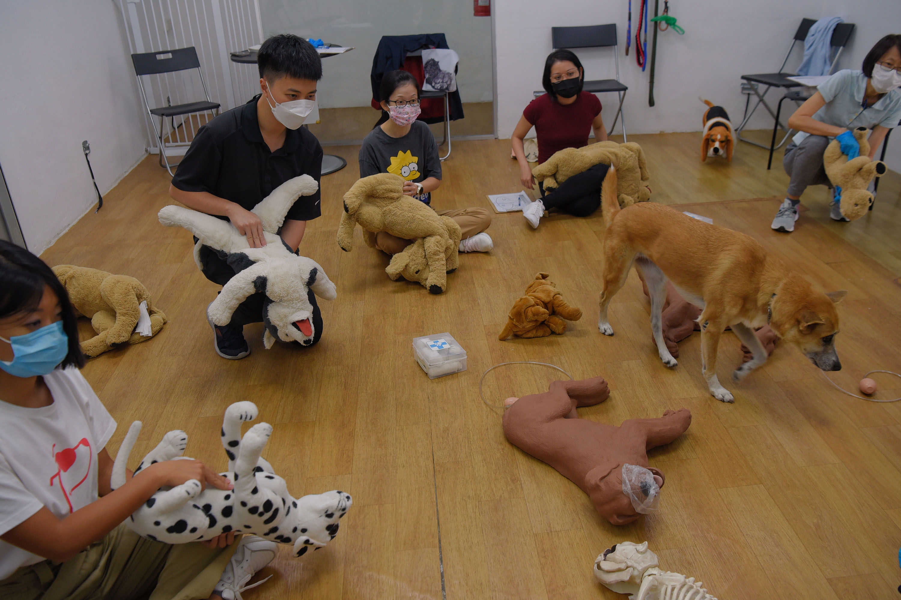 Why Do Dogs Rip Up Stuffed Animals