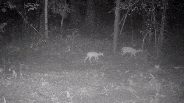 Camera trap footage of animals in Cambodia’s Preah Vihear Province. VIDEO: BeTreed Adventures