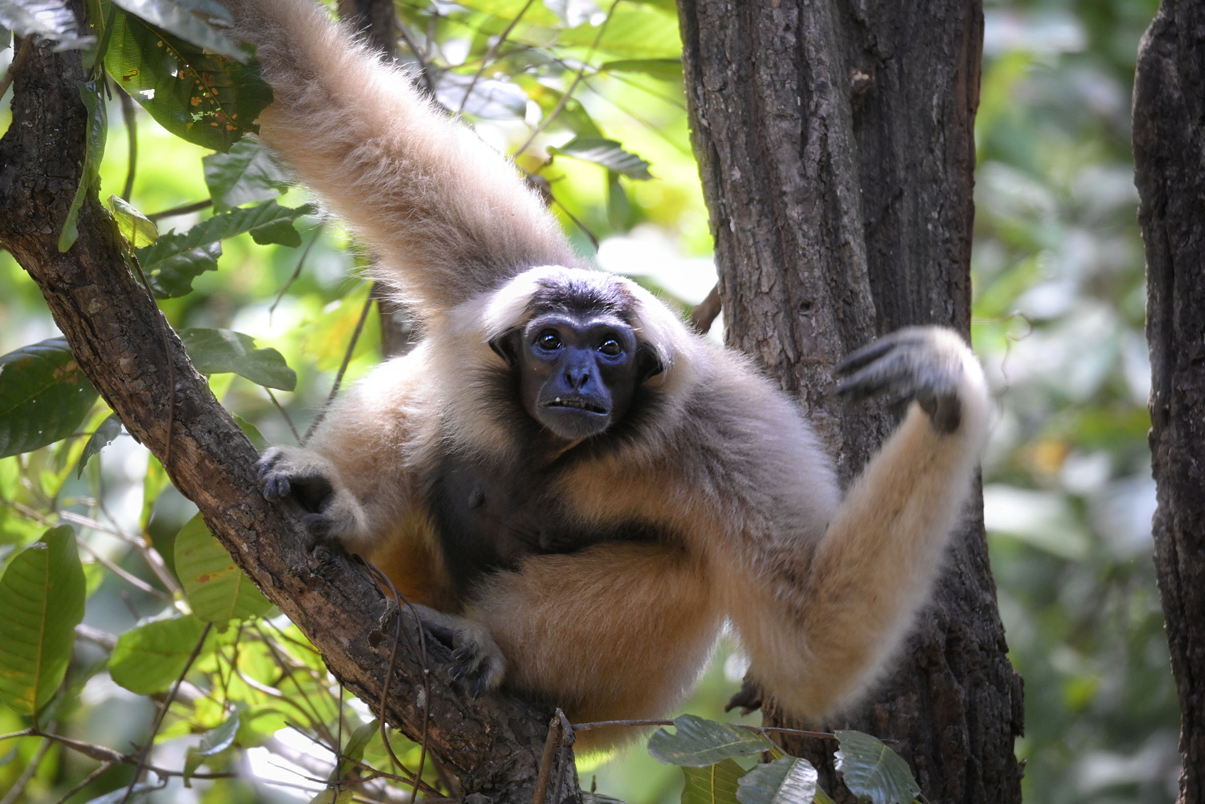 A pileated gibbon in Cambodia’s Preah Vihear province. Large mammals such as primates are disappearing rapidly from South-east Asia's forests. ST PHOTO: MARK CHEONG