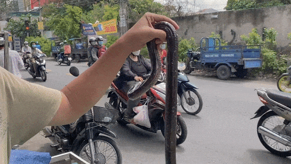Wild animals sold at a market in Ho Chi Minh City. VIDEO: ANTON L. DELGADO