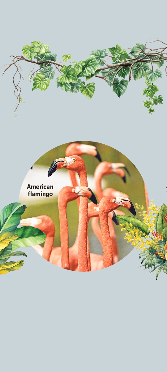 American flamingo