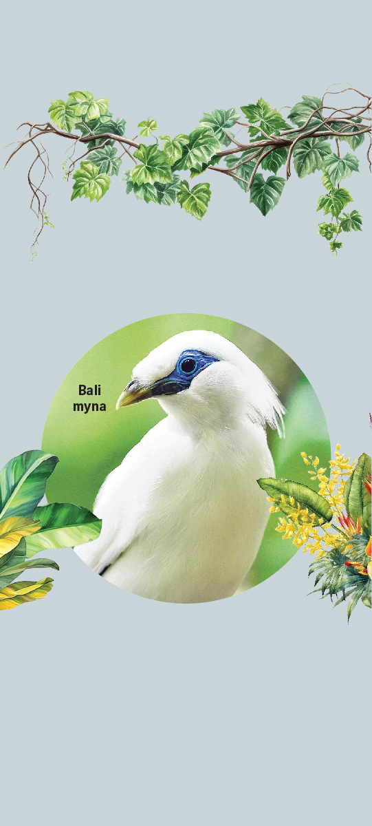 Bali myna