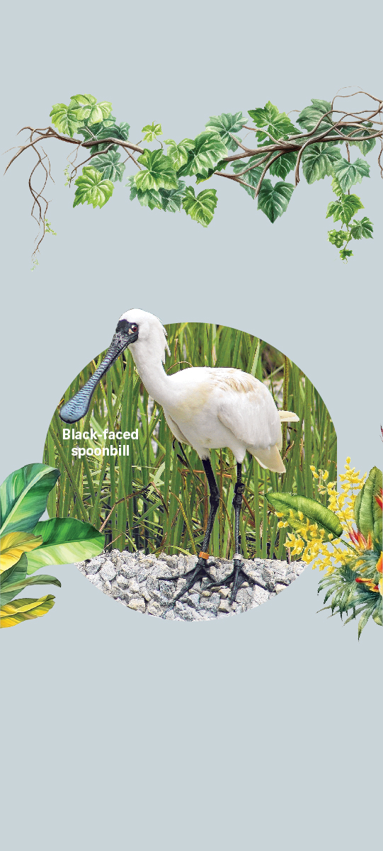 Black-faced spoonbill
