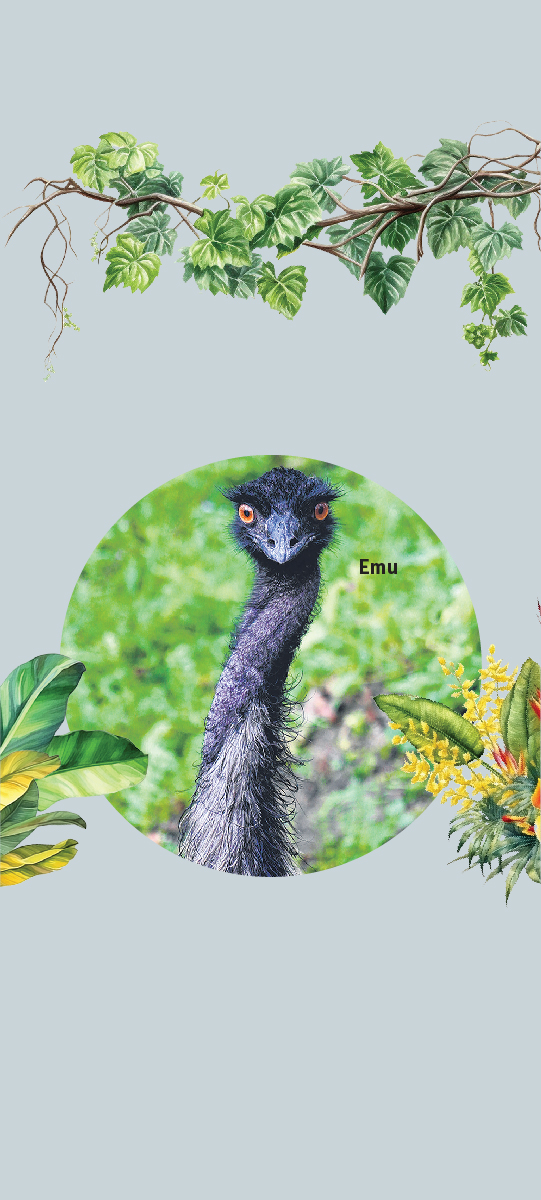 Emu