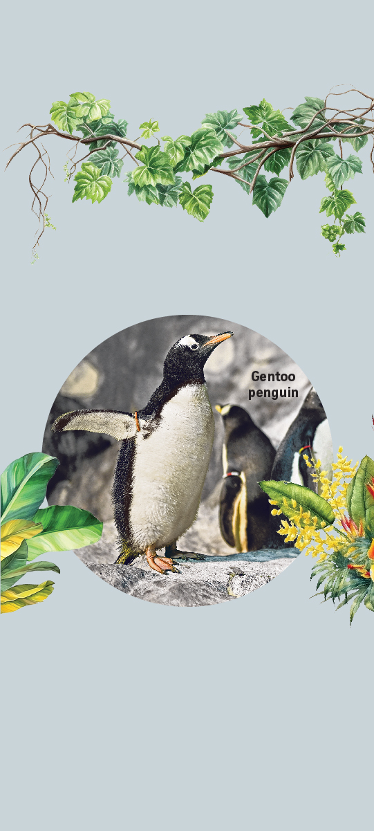 Gentoo penguin