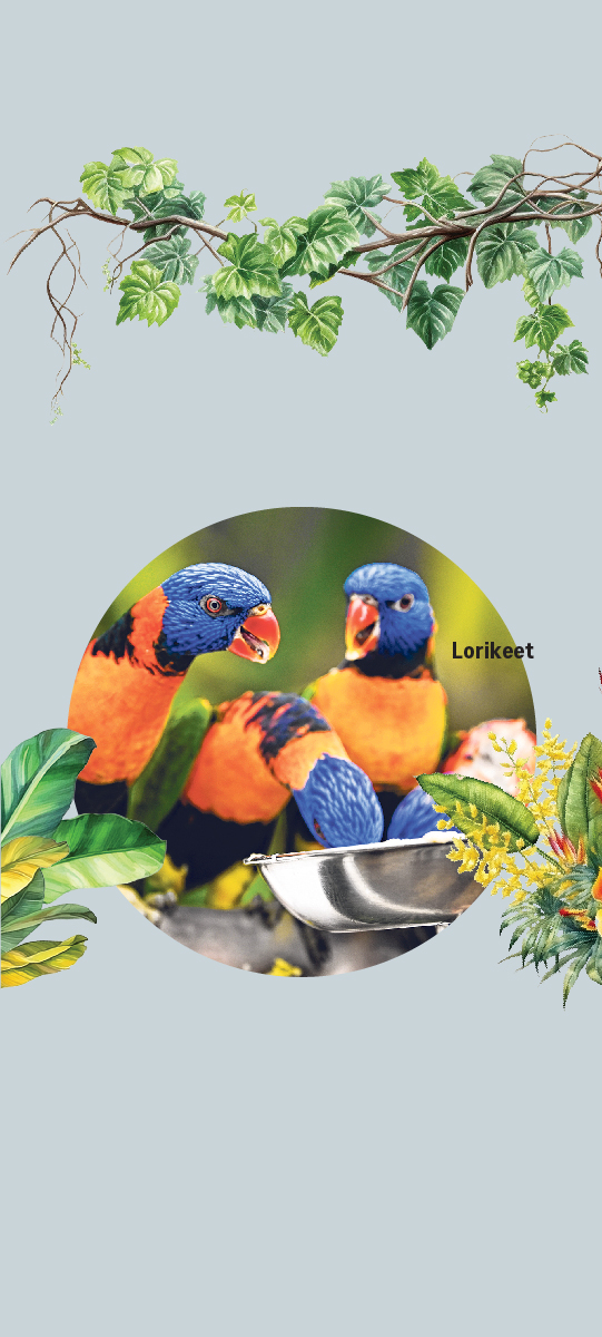Lorikeet
