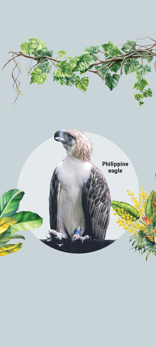 Philippine eagle