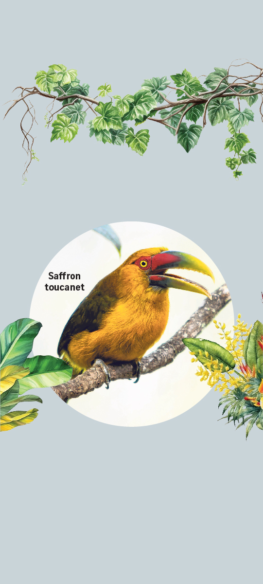 Saffron toucanet