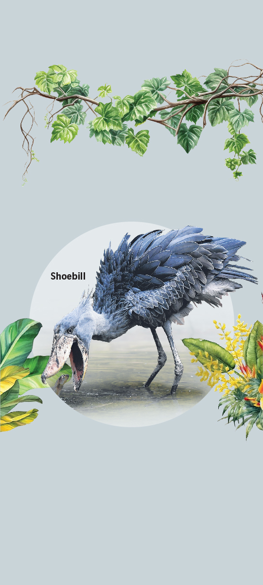 Shoebill