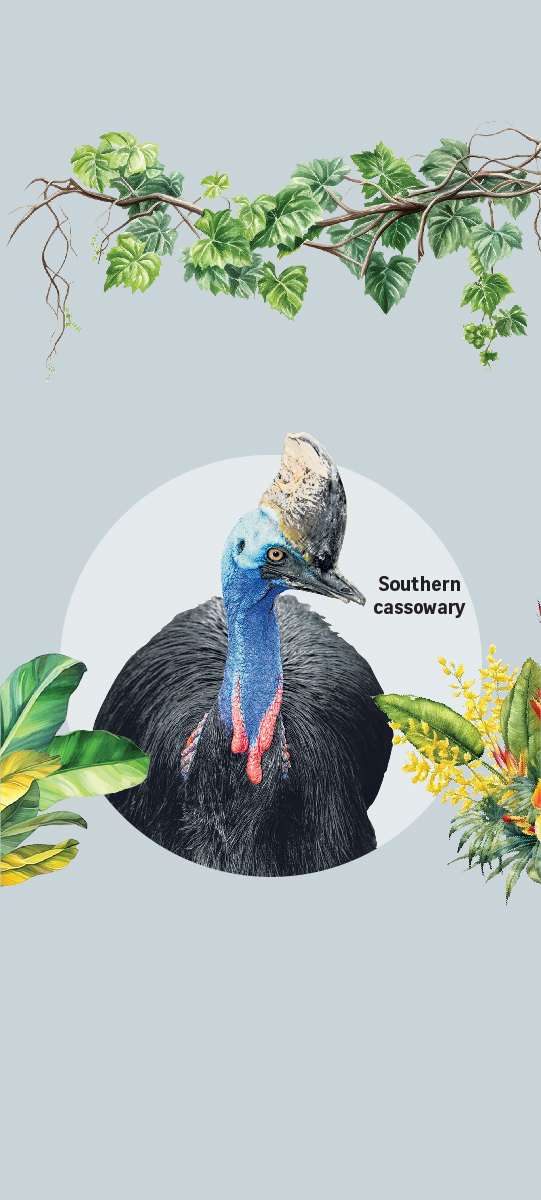 Southern cassowary