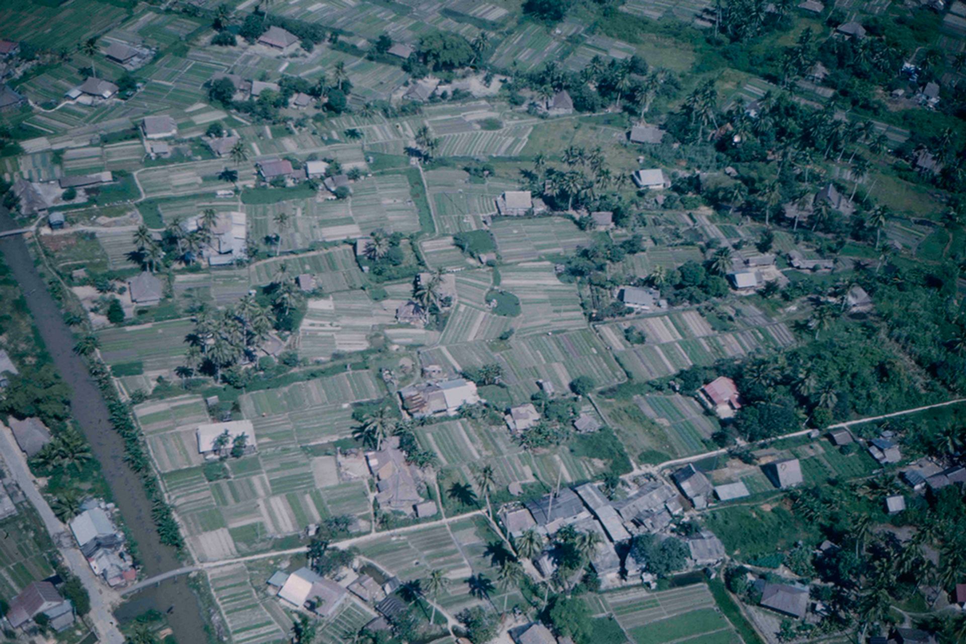 Traditional Chinese vegetable farms in Potong Pasir, off Braddell Road. In the 1960s, it was the world’s most productive open-air cultivation. The canalised Kallang River is seen in the bottom left corner.