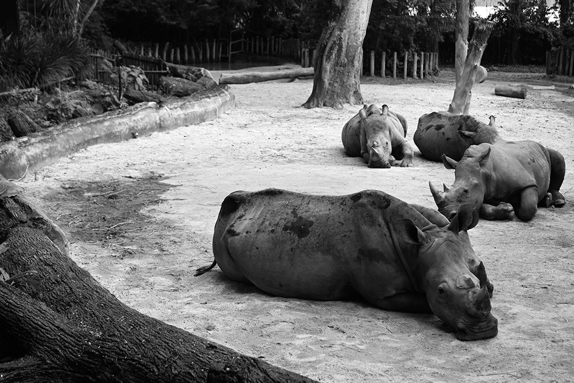 White rhinoceros rest in their habitat just before dusk. Keepers scatter pellets and leaves on top of grass on the ground to suit the animals’ grazing habits. Fruits are sometimes given as treats.