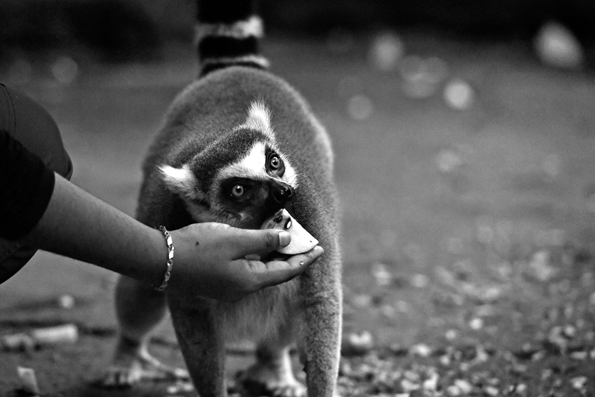 A ring-tailed lemur feeds on some fruit given by senior keeper Noor Najilah Anifah before she closes the biodome at 6pm.