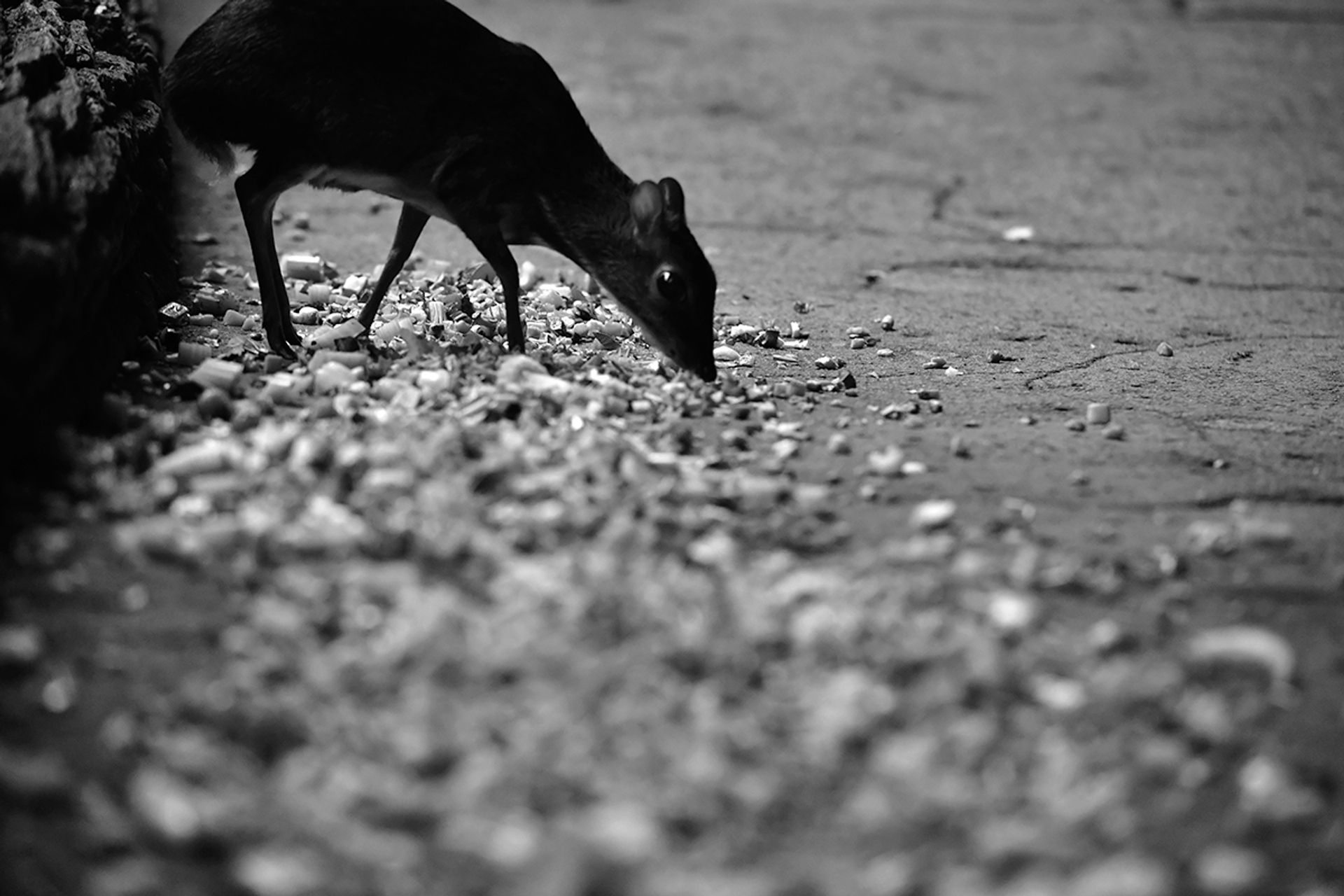 With a rodent-like face and a rabbit-size body, the delicate and shy mousedeer feeds throughout the day on shoots, leaves, shrubs and vegetables.
