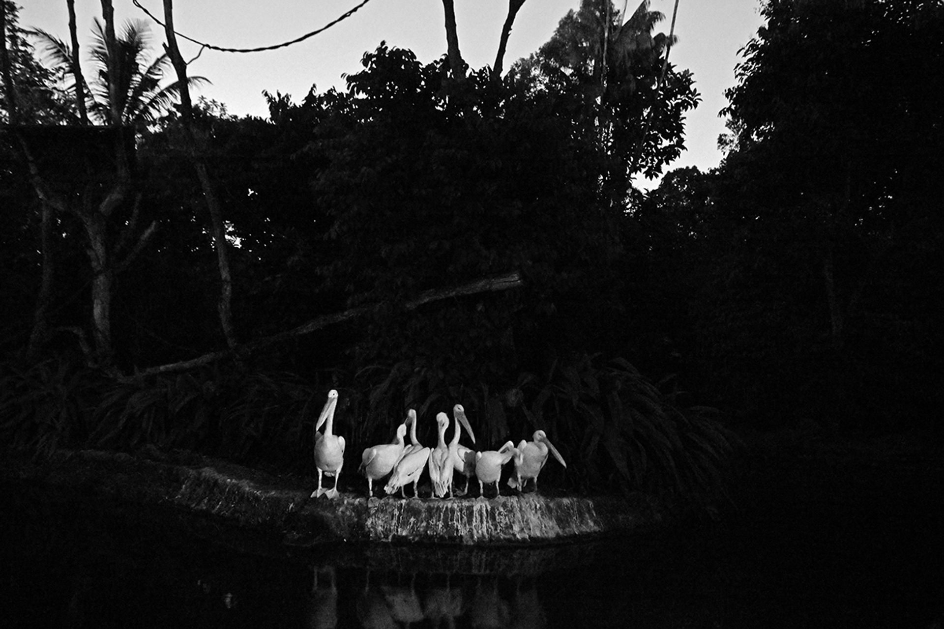 A pod of great white pelicans stand like steadfast sentries on Gibbon Island, one of the Singapore Zoo’s first exhibits.