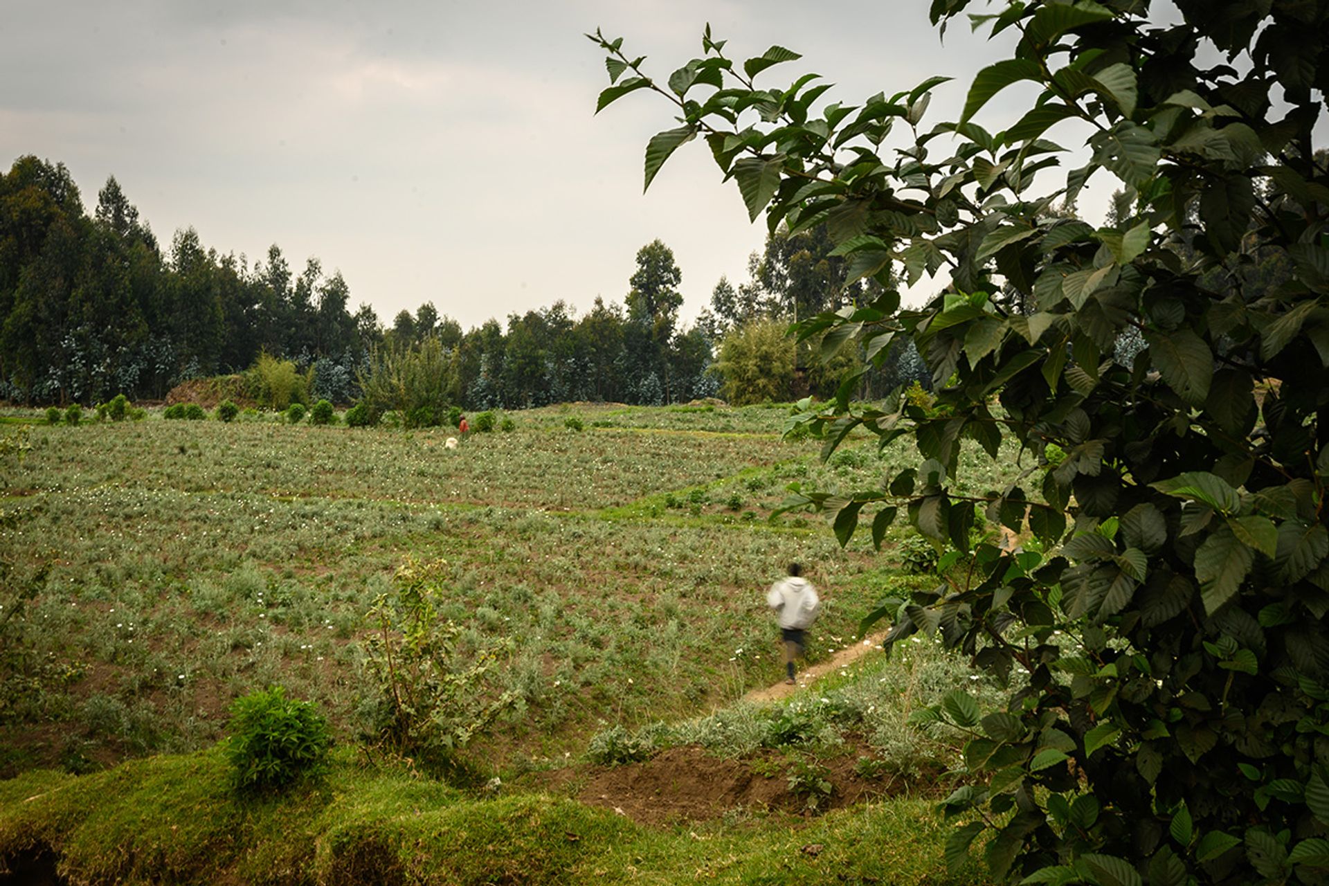Besides potatoes, farmers also grow other crops. Millet is favoured in the northern province, as it grows well in the cooler weather and fertile soil in the area.