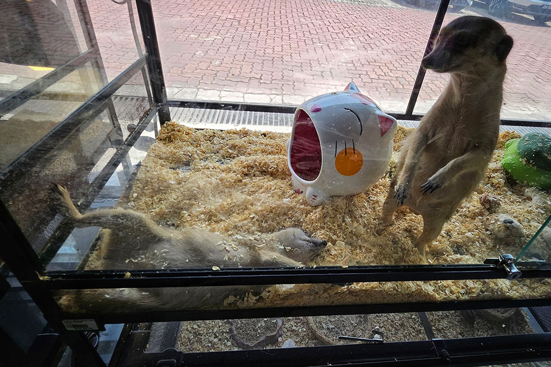 Meerkats in a shop in Johor Bahru. ST PHOTO: ARIFFIN JAMAR