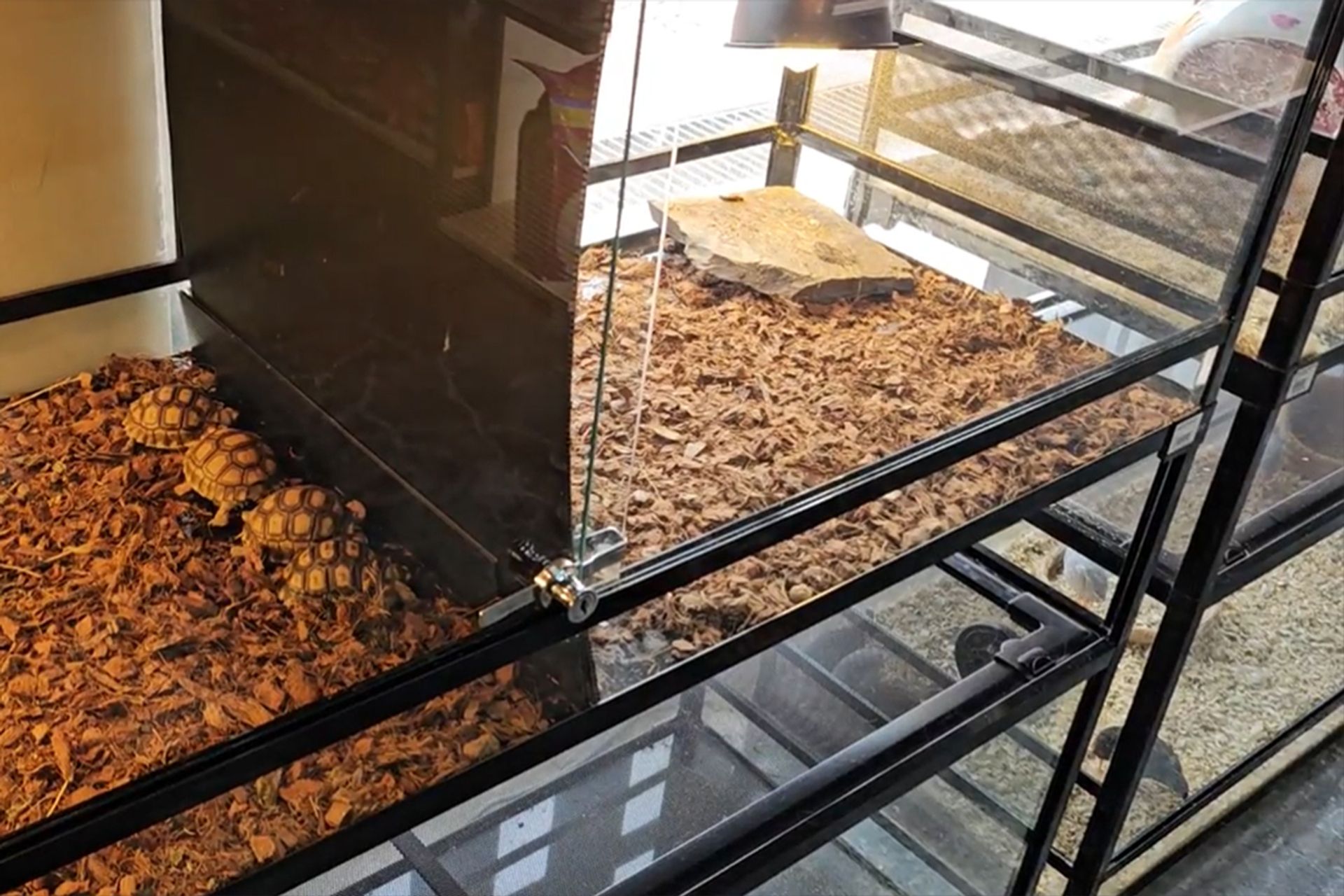 Sulcata tortoises (left) next to a Hermann's tortoise. ST PHOTO: ARIFFIN JAMAR