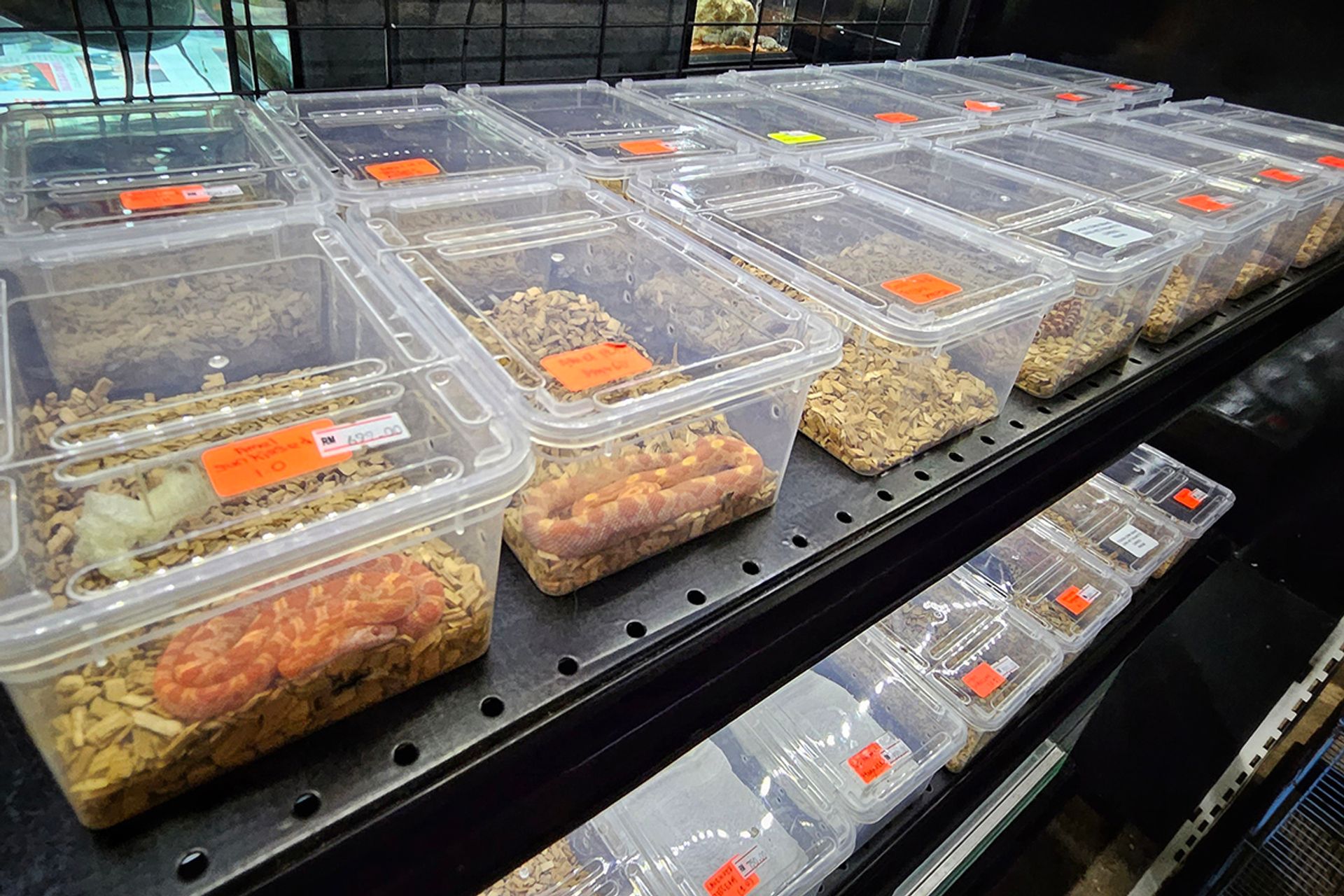 Corn snakes displayed in a shop in Johor Bahru. ST PHOTO: ARIFFIN JAMAR