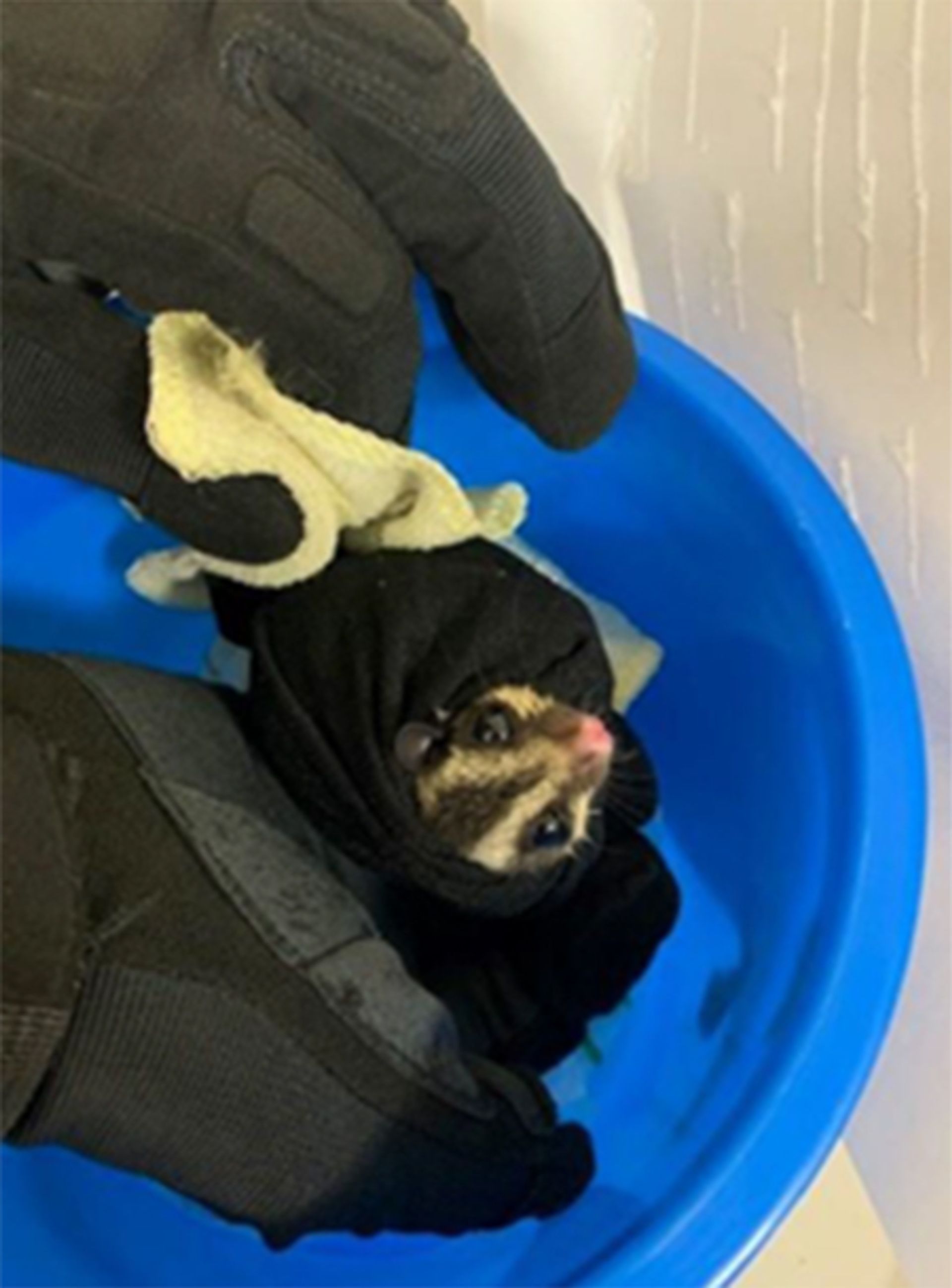 A sugar glider was found concealed in a pail in the boot of a vehicle in December 2022. PHOTO: NPARKS