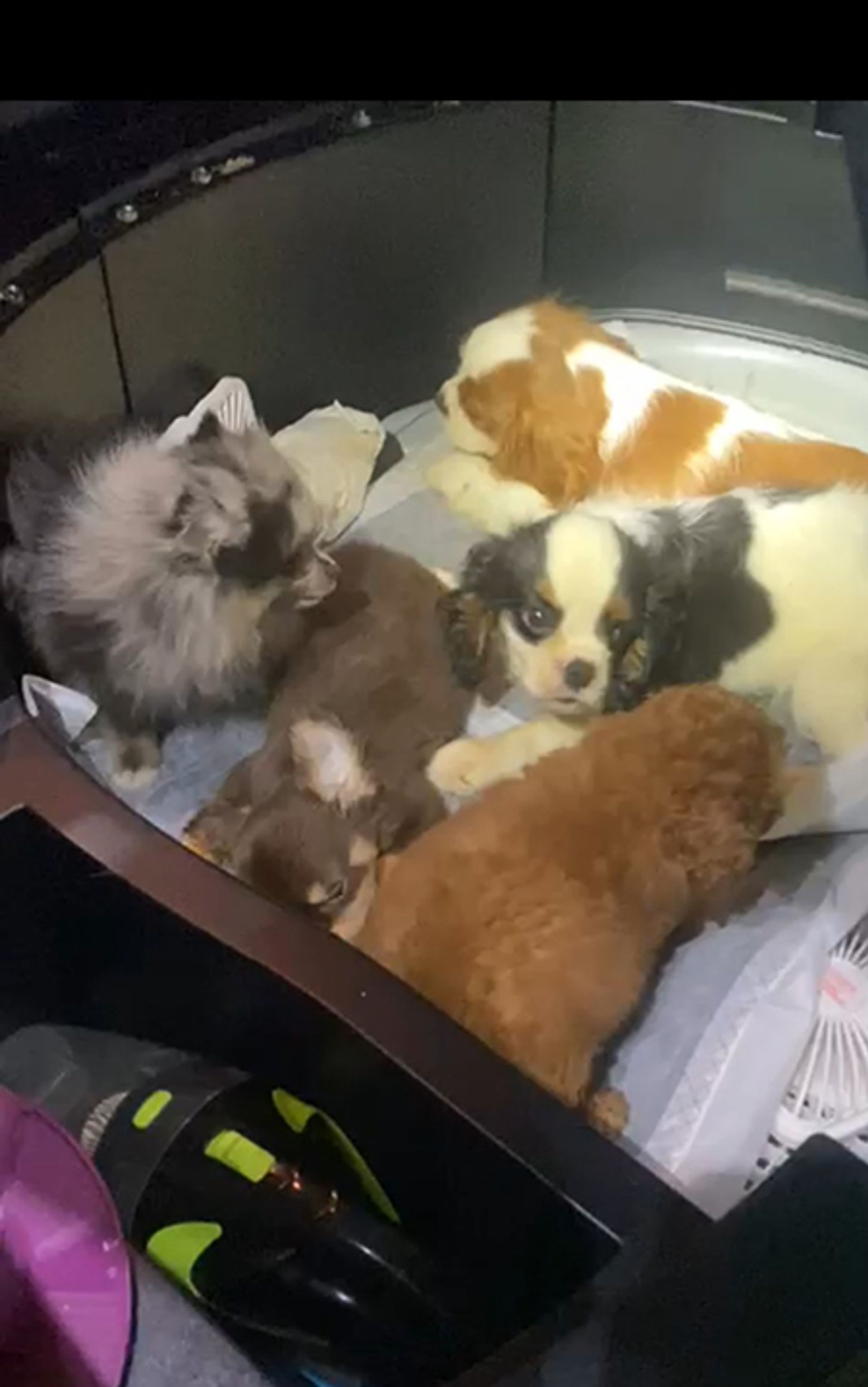 Sedated puppies and a kitten were found hidden in different sections of a vehicle in February. PHOTO: NPARKS
