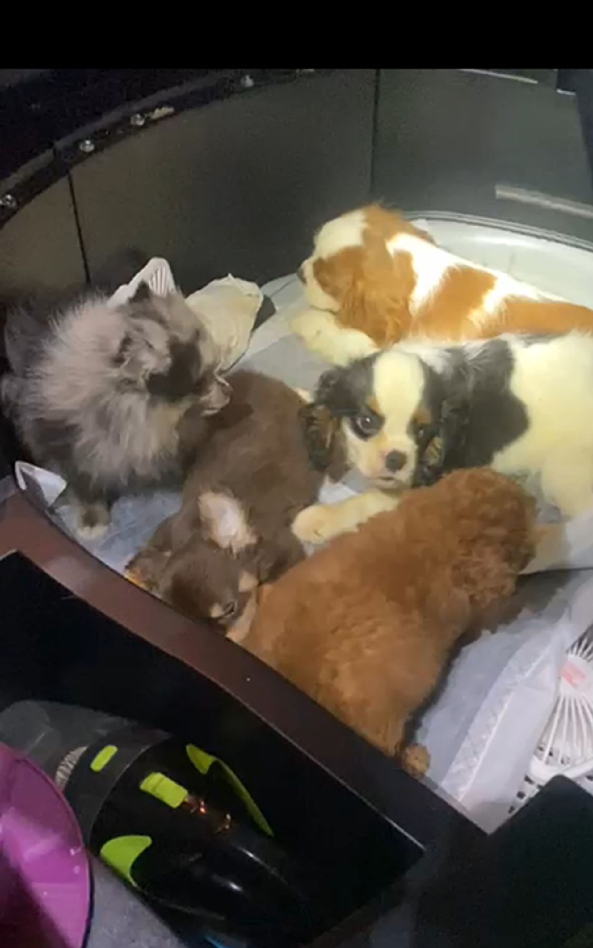 Sedated puppies and a kitten were found hidden in different sections of a vehicle in February. PHOTO: NPARKS