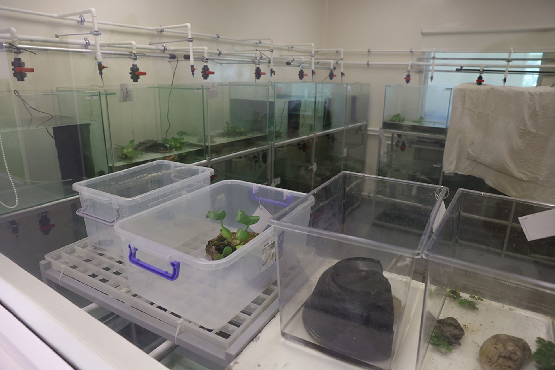 Aquatic animals in the Centre for Wildlife Rehabilitation. ST PHOTO: ONG WEE JIN