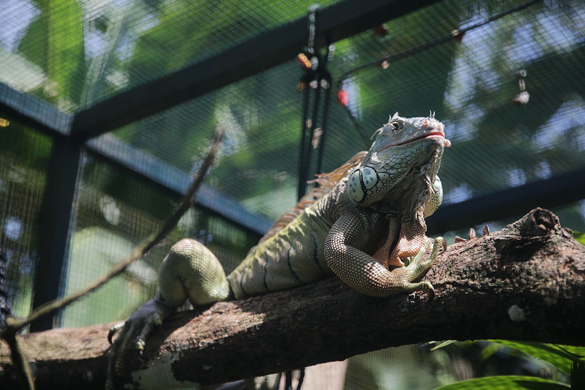 Godzilla, the green iguana, in an Acres enclosure. ST PHOTO: GIN TAY