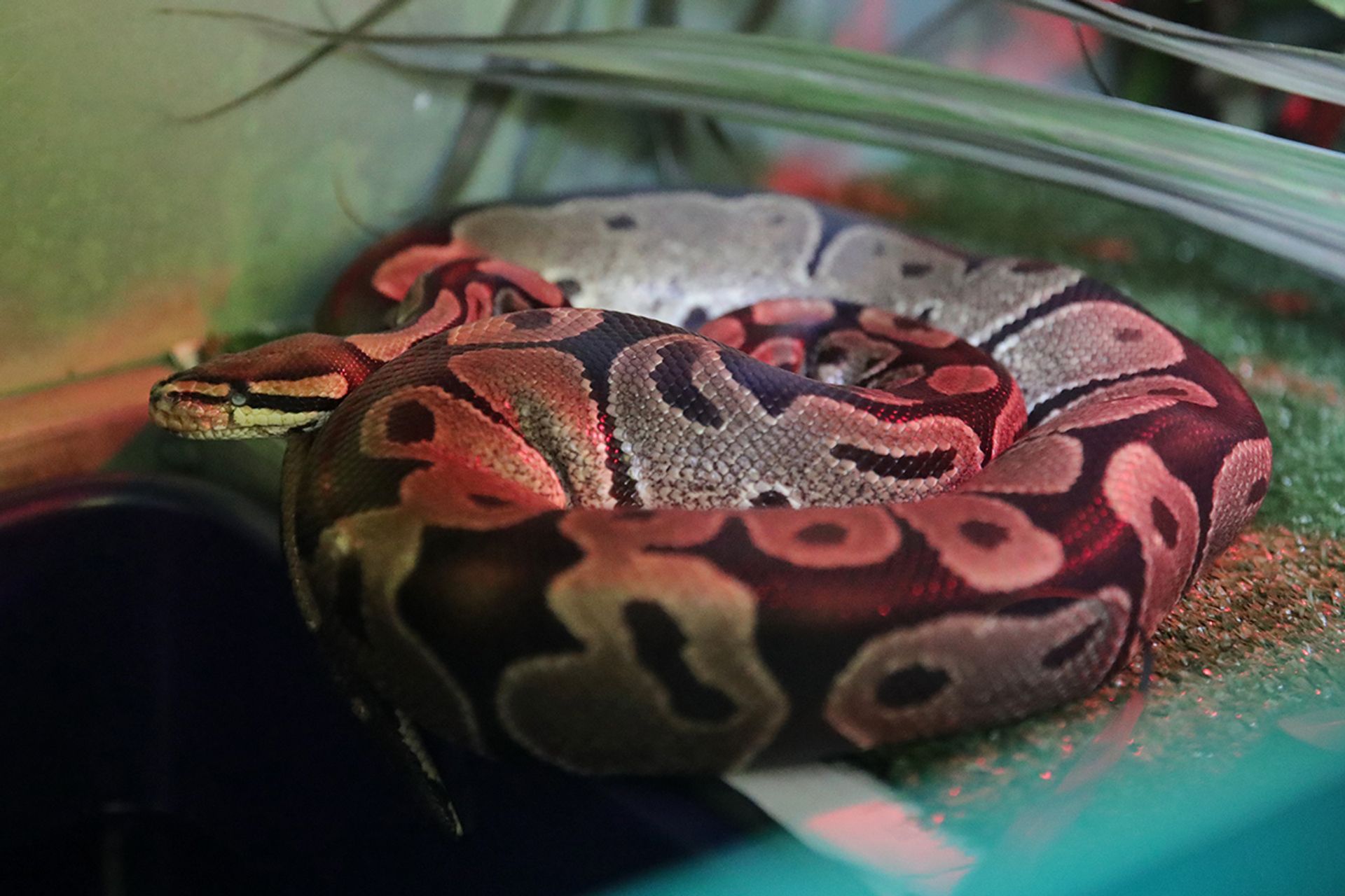 A ball python at Acres. ST PHOTO: GIN TAY