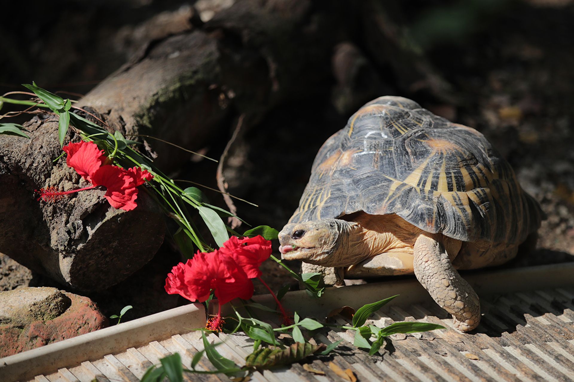 Jerry the radiated tortoise from Madagascar feeding on hibiscus. ST PHOTO: GIN TAY