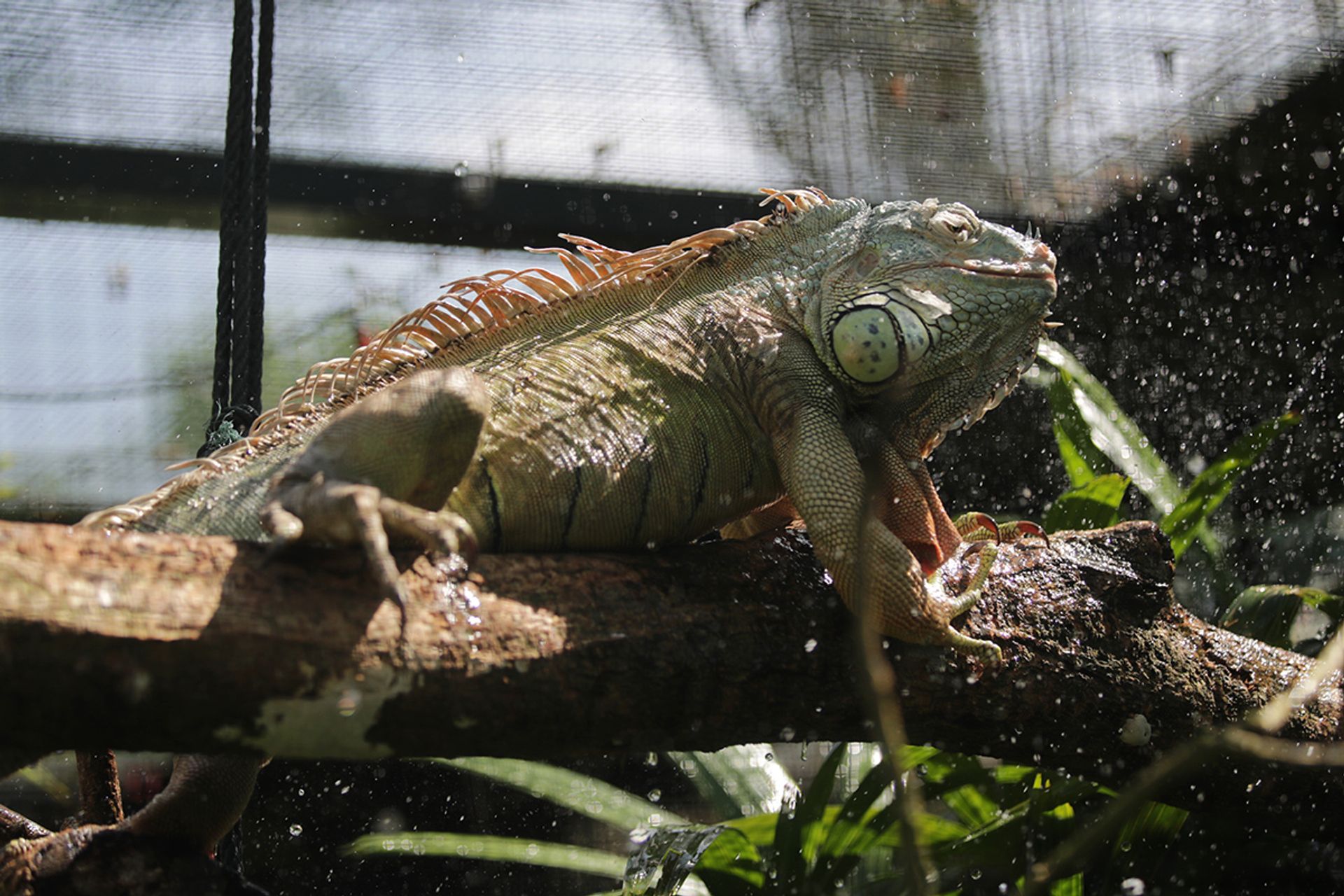 Godzilla enjoying a quick shower. ST PHOTO: GIN TAY