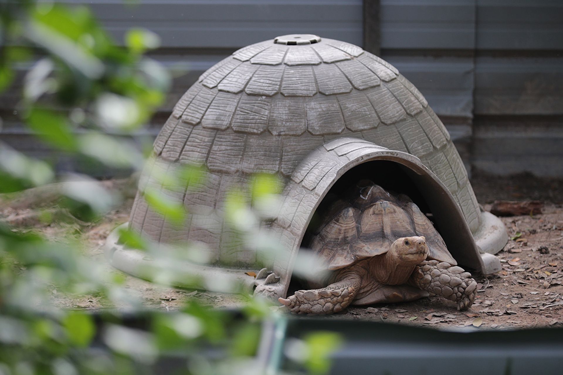Amber waiting to be fed. Unlike Amber, Timothy – the largest of Acres’ nine sulcatas – can no longer fit into the “igloo”. ST PHOTO: GIN TAY