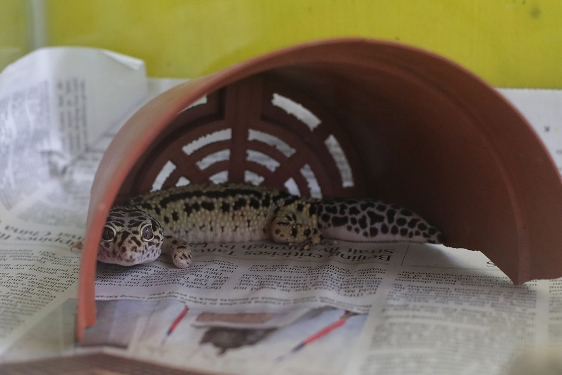 Like pedigree dogs, leopard geckos are bred for certain traits, and can have health issues due to inbreeding. ST PHOTO: GIN TAY