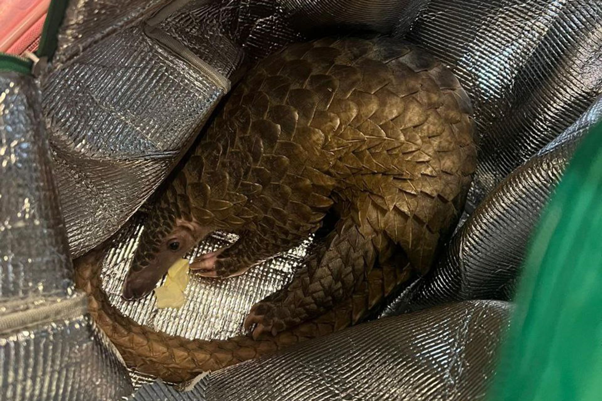 The Sunda pangolin was stored in a Grabfood bag used for deliveries and had been smuggled from Malaysia. PHOTO: SCREENGRAB FROM TELEGRAM