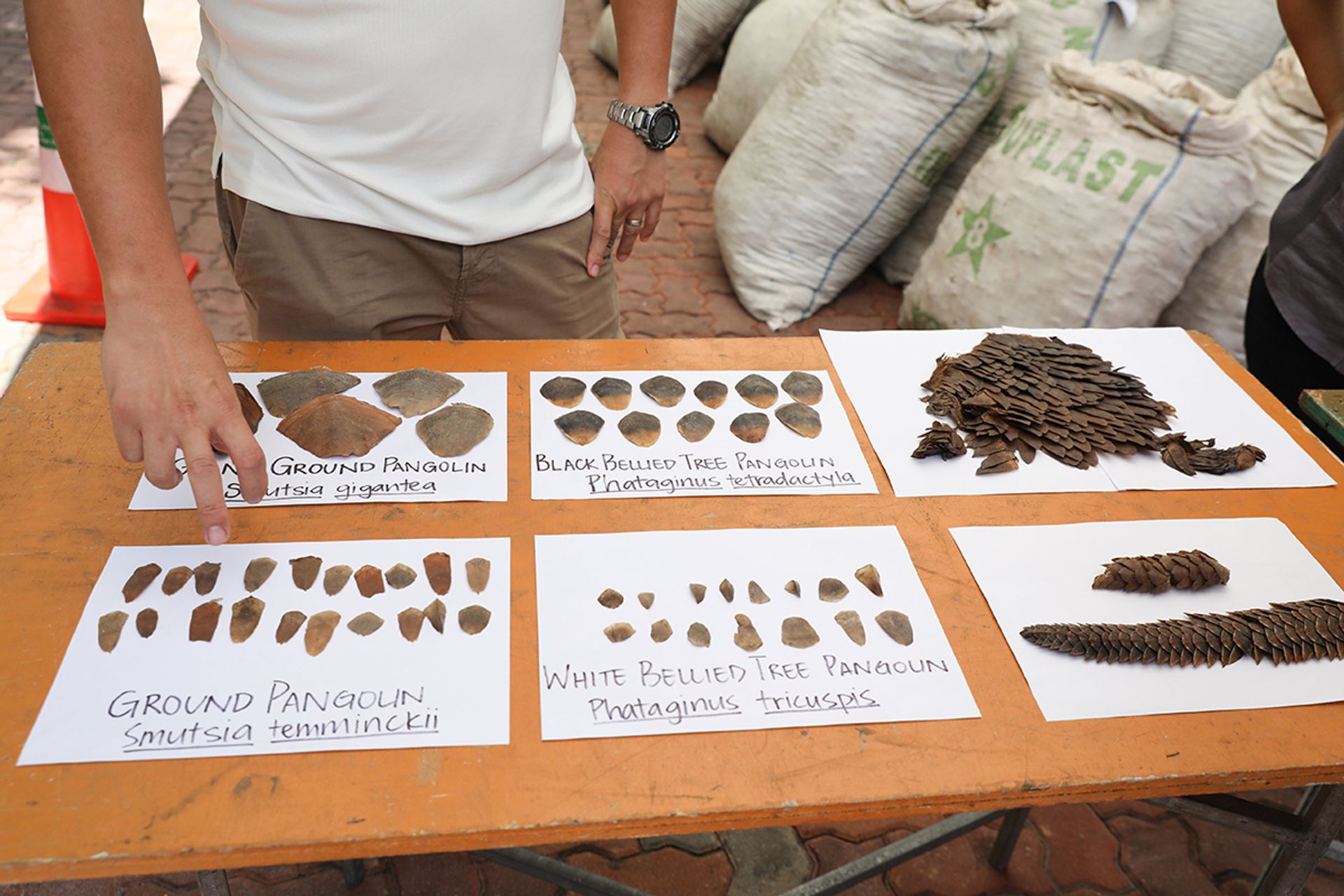 The scales seized on April 3, 2019, originated from Nigeria and were bound for Vietnam. Pangolin meat and scales are considered to be a delicacy and to possess healing properties in Vietnamese traditional medicine.