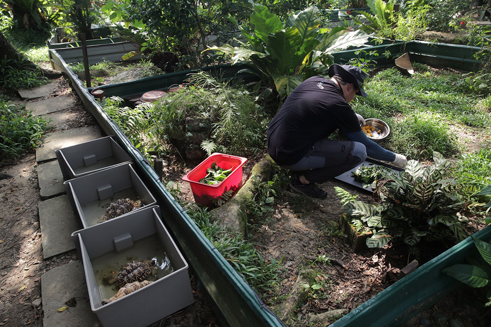 An Acres staff member preparing food for Indian star tortoises. ST PHOTO: GIN TAY