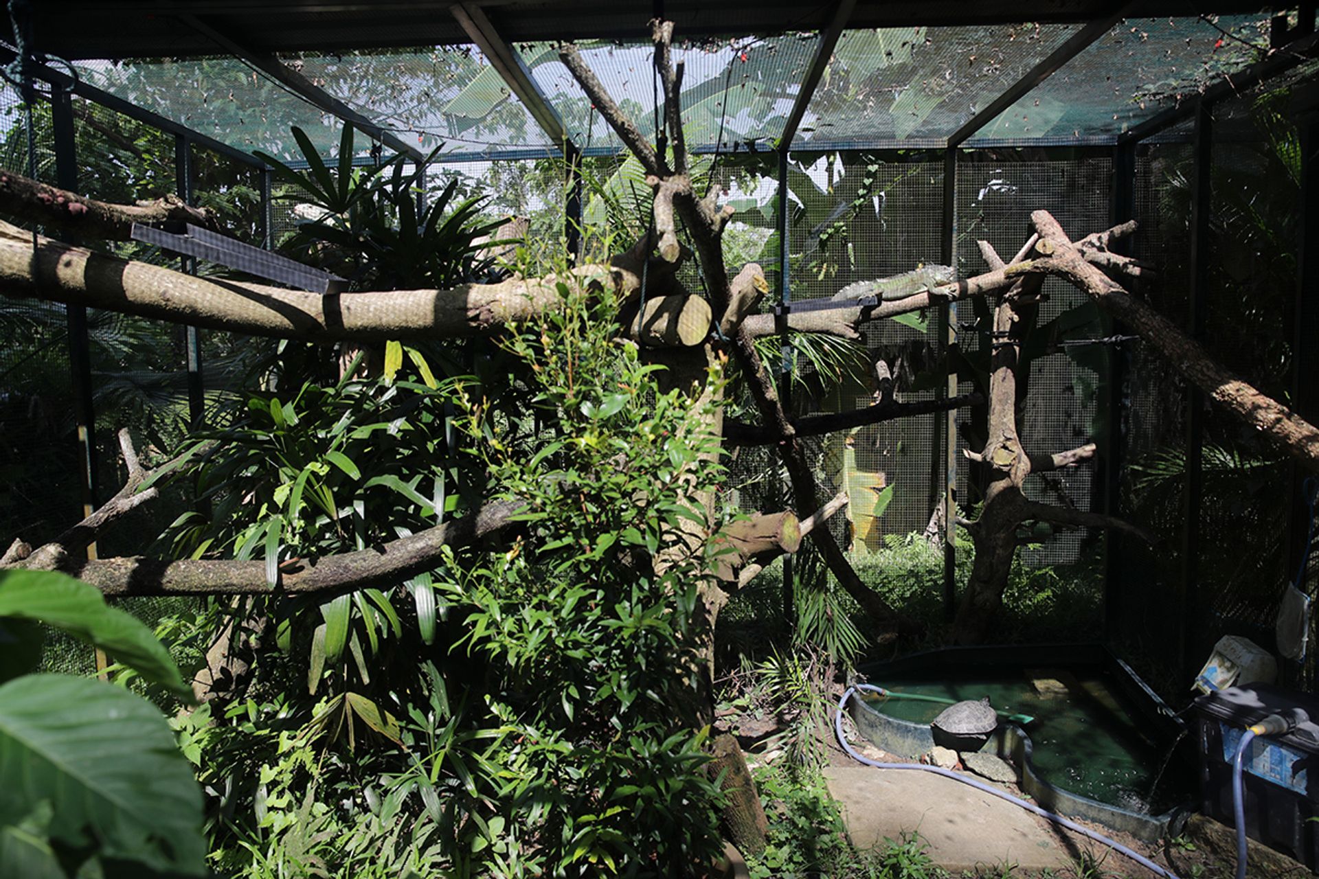An enclosure for green iguanas and tortoises at Acres. ST PHOTO: GIN TAY