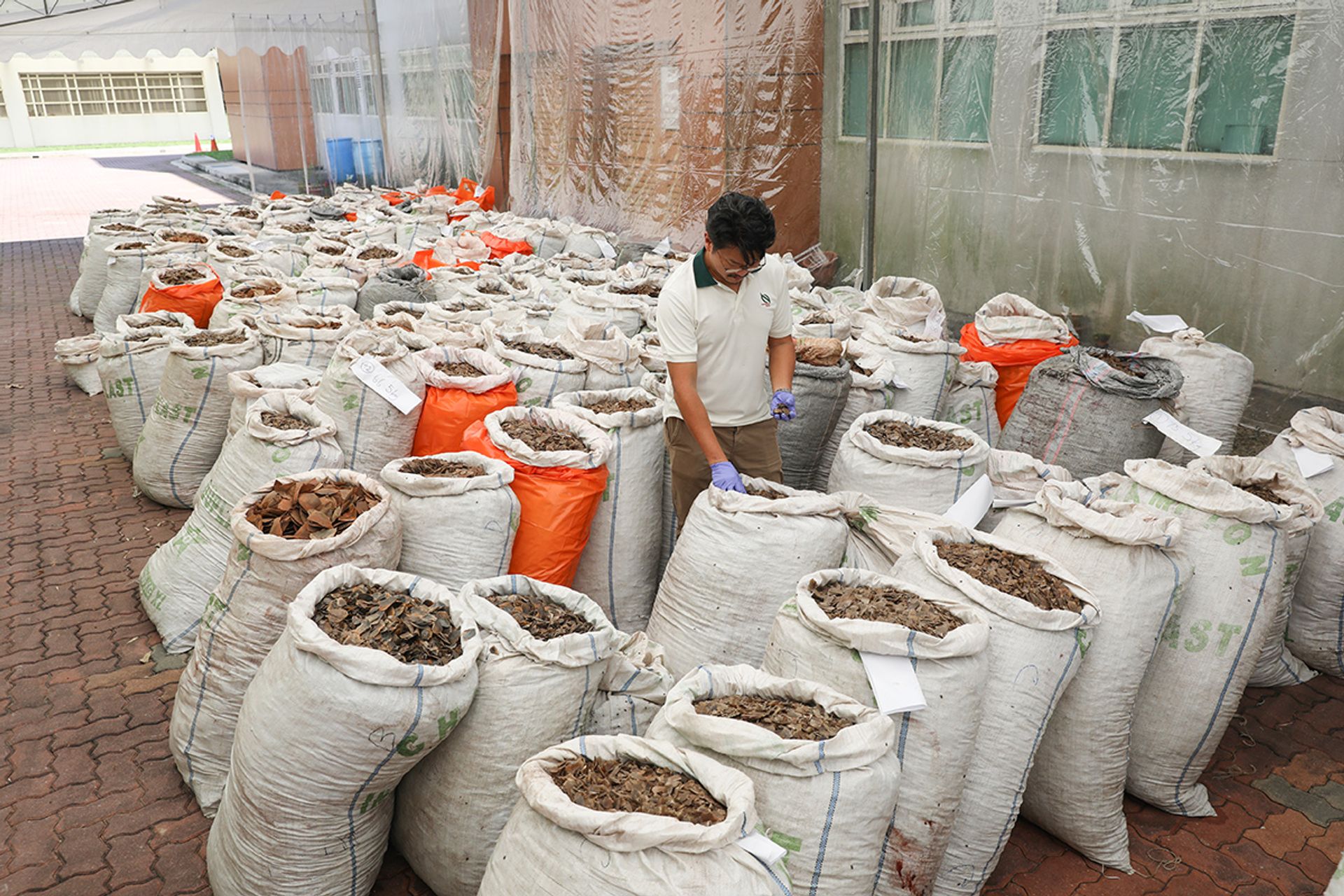On April 3, 2019, the Singapore authorities seized a world record 12.9 tonnes of pangolin scales worth $52.3 million from a container in Pasir Panjang. ST FILE PHOTOS: ONG WEE JIN