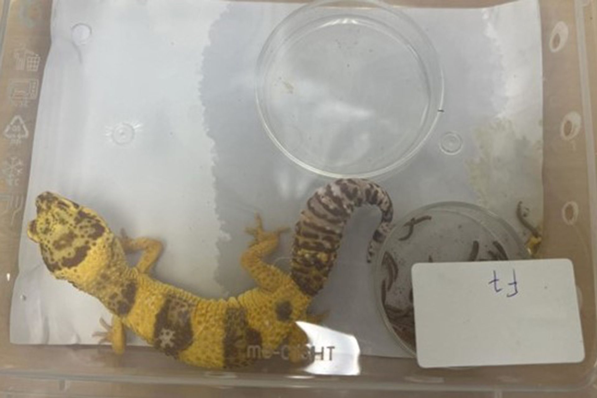 A leopard gecko was among 70 wildlife specimens found on a farm in Lim Chu Kang in November 2022. PHOTO: NPARKS